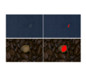 Deep Learning Segmentation & Classification Libraries Deep Learning Segmentation & Classification Libraries