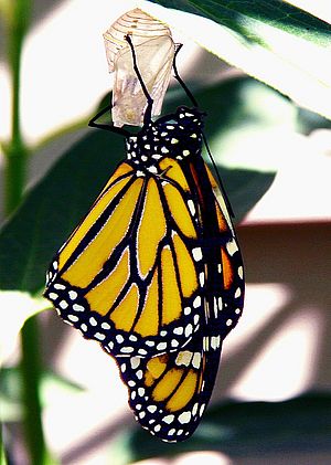 Tierisches Vorbild beflügelt Robotik