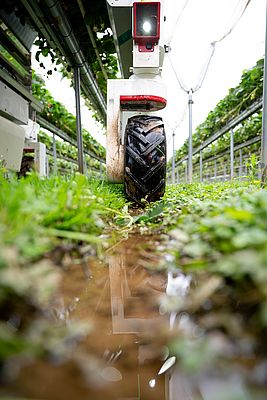 Thorvald im Einsatz, auch als Datensammler für die Vorhersage von Ernteergebnissen. Bild: Kristoffer Skarsgaard