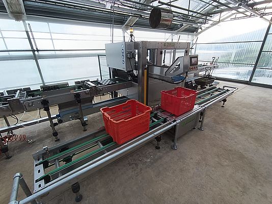 Four Machines - Replaced by One: Trucco's Game-Changing Solution for Basil Harvesting