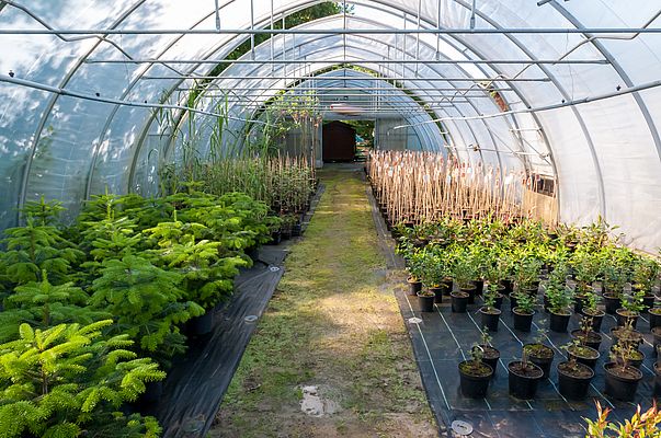 Tree nursery always care for the right pH value for plants