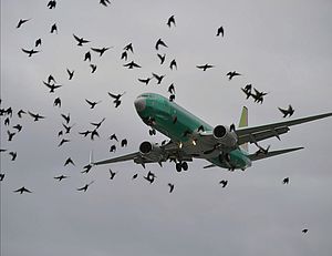 Il fenomeno del Bird Strike