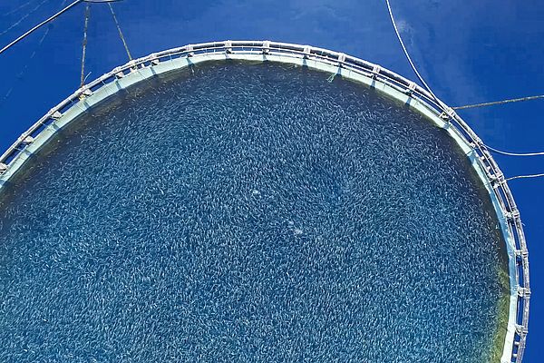 Fish in recirculating aquaculture system. (AdobeStock)