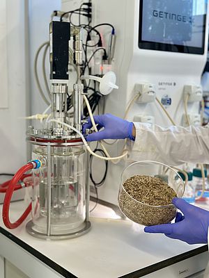 From rice straw to bioplastics. More sustainable production of composites is possible with easier processes. Picture: AIMPLAS