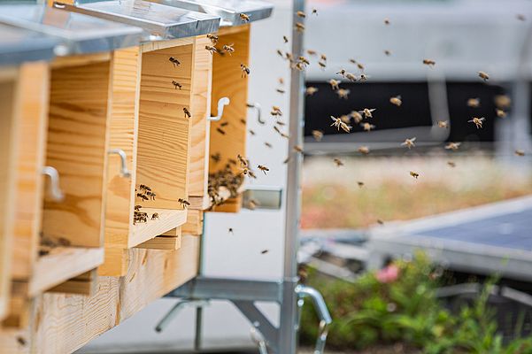 At the Reinach location, employees in a working group regularly seek out new approaches to sustainability. One of the ideas was the establishment of two bee colonies on the roof of the building.