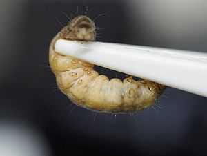 Can Wax Moth Caterpillars Digest Plastic?