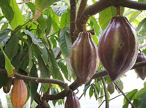 Potential Use of Damaged Cocoa Beans for Cosmetic Products